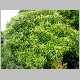 myrsine linearifolia.jpg
